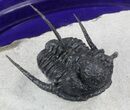 Well Prepared, Spiny Cyphaspis Trilobite - Morocco #36841-3